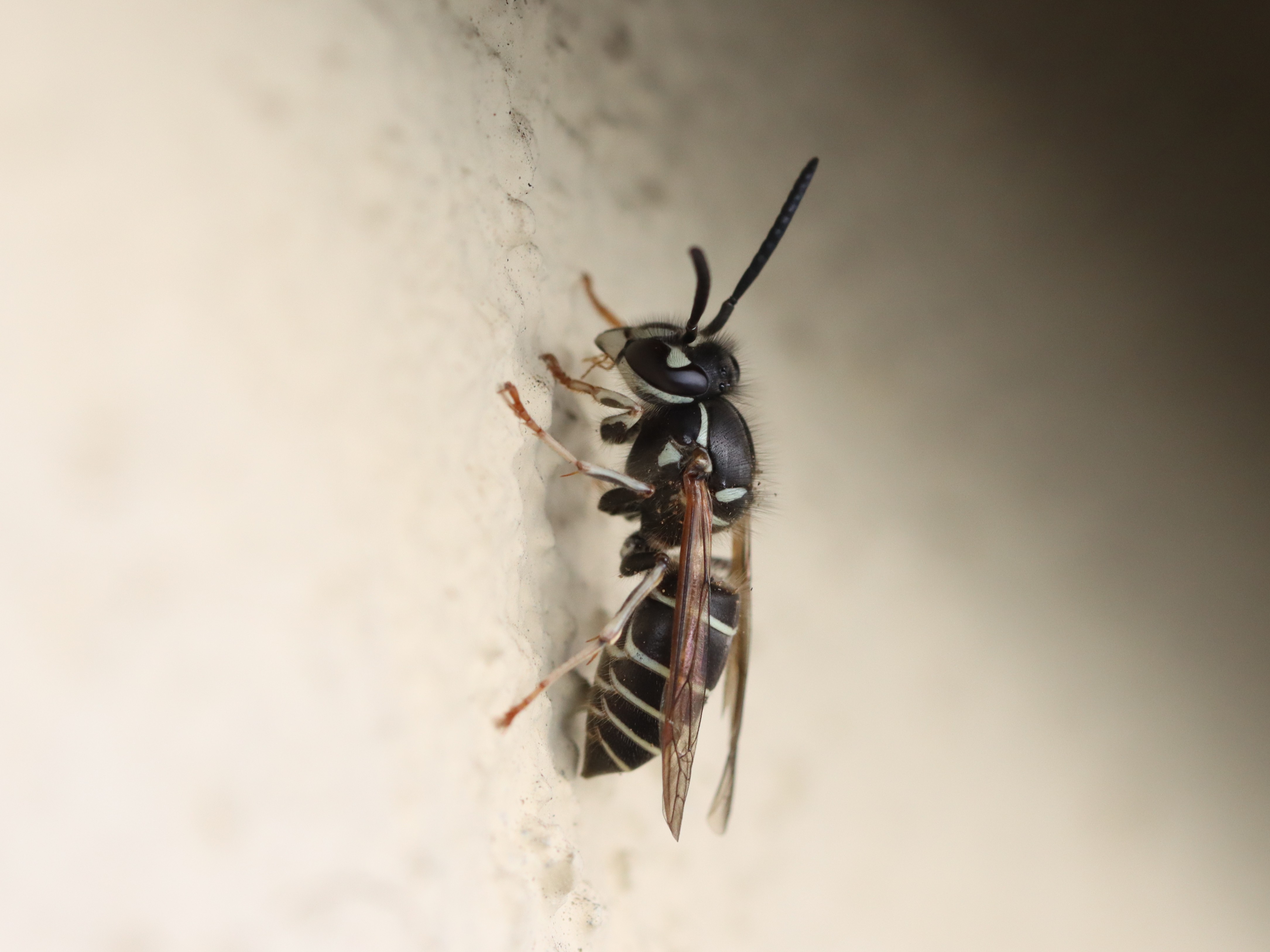 クロスズメバチ